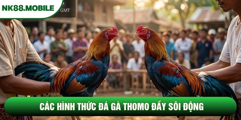 Các hình thức đá gà Thomo đầy sôi động Các hình thức đá gà Thomo đầy sôi động